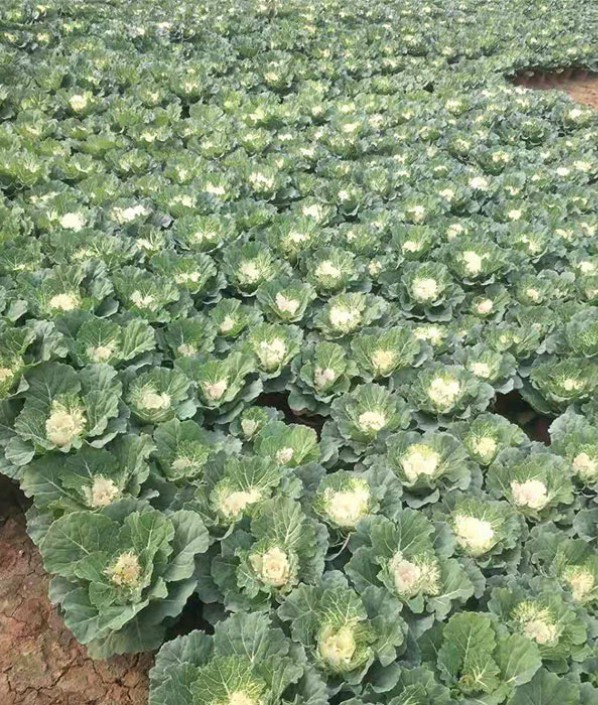 羽衣甘藍(lán)