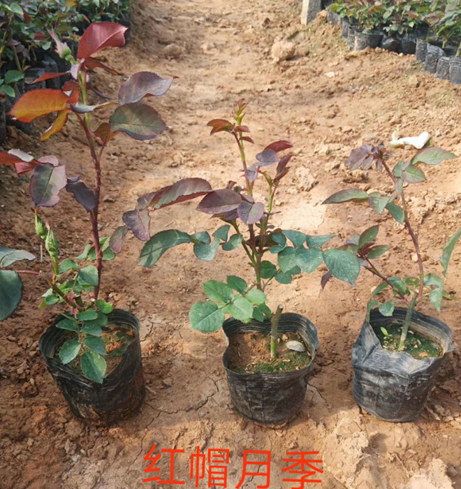 紅帽月季
